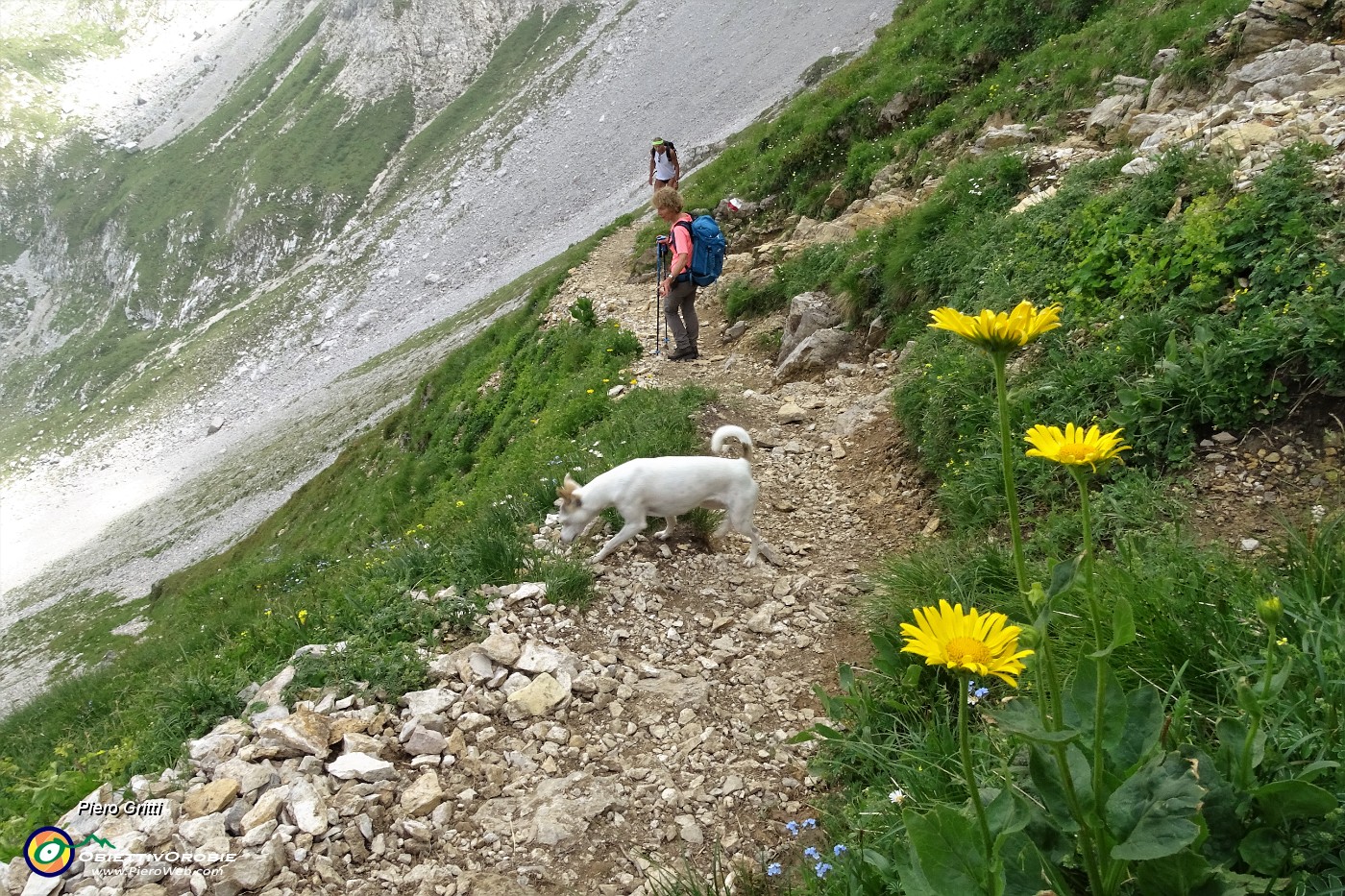 31 Doronico dei macereti (Doronicum grandiflorum).JPG